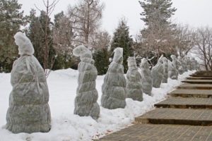 Trees wrapped for winter protection