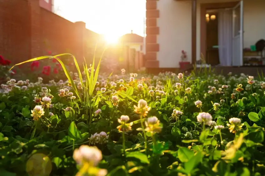 Close-up photo of dandelions, ground ivy and white clover emerging in a residential lawn Common spring lawn weeds in Ontario emerging in early spring season