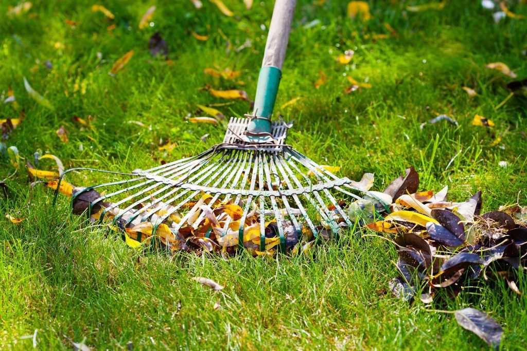 spring lawn care