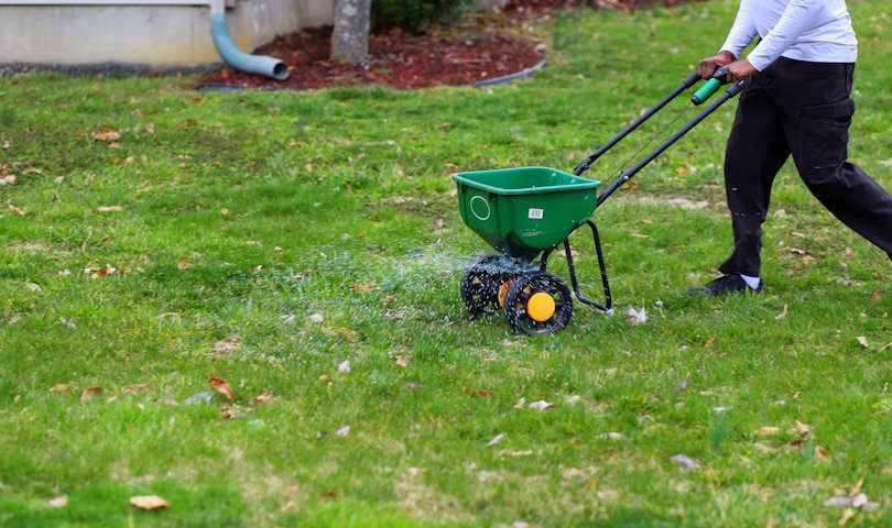 A African-American man using a seed and fertilizer spreader on a front lawn spring lawns maintenance